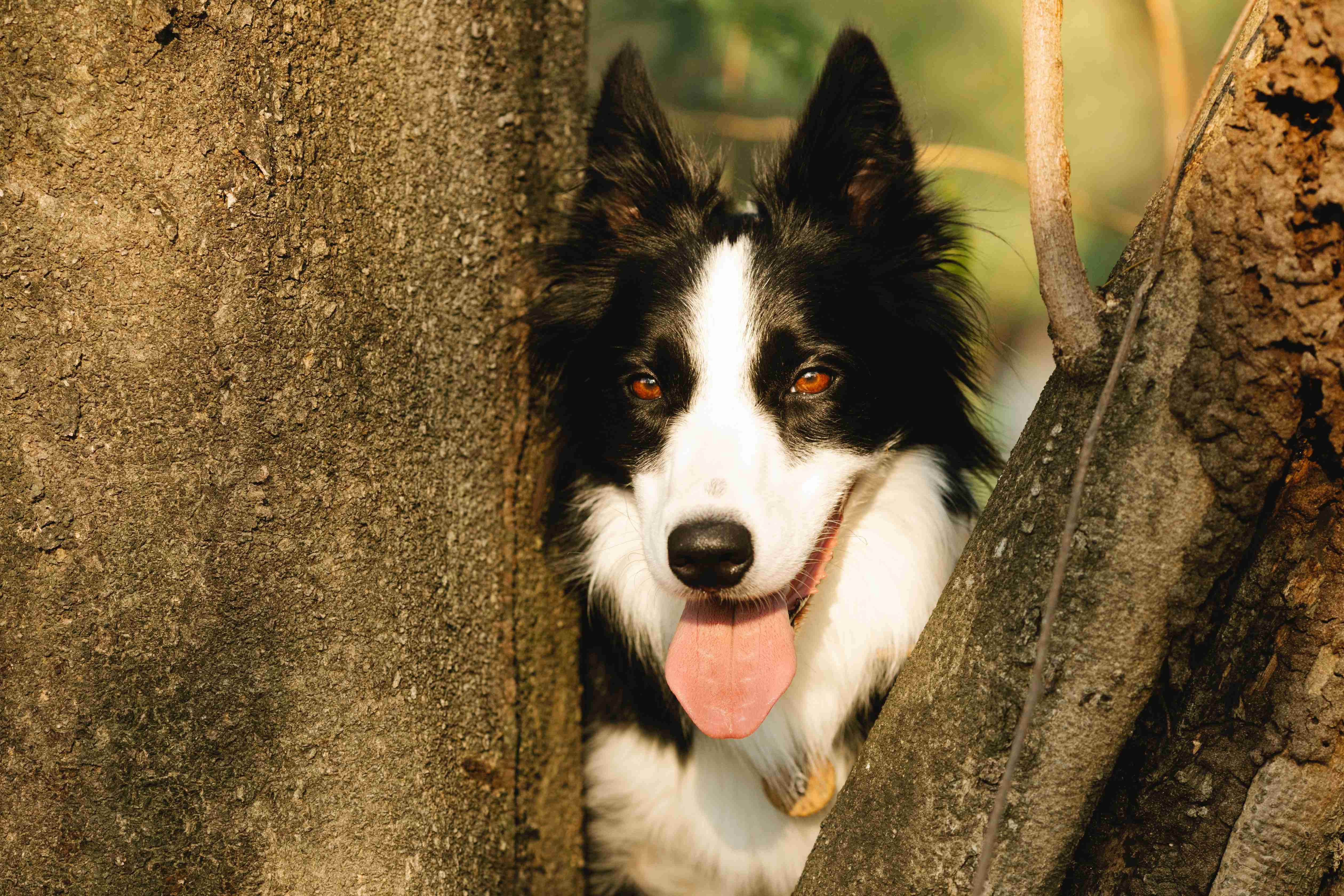 Breathing Easy: Understanding Respiratory Problems in Border Collies